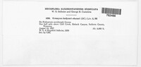 Uromyces hedysari-obscuri image
